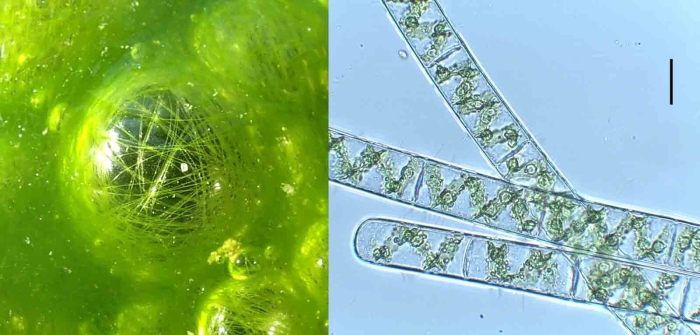 Spirogyra водоросль