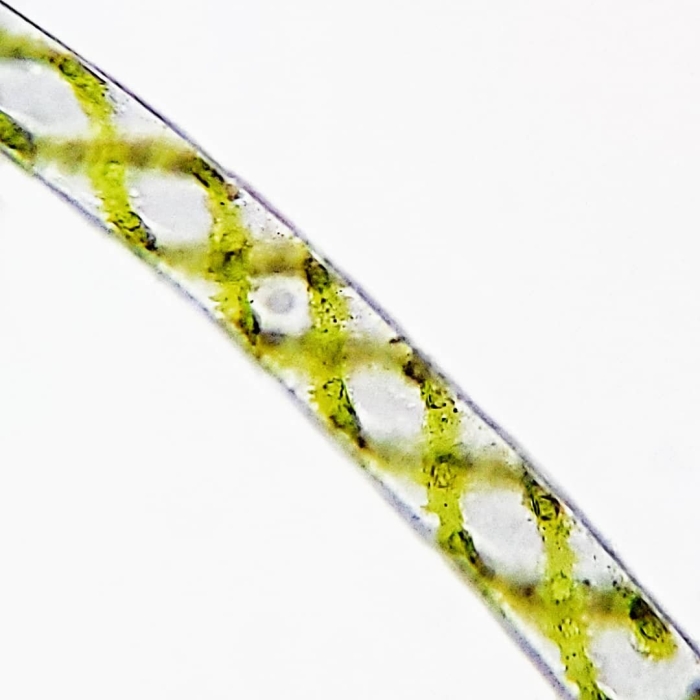 Spirogyra водоросль