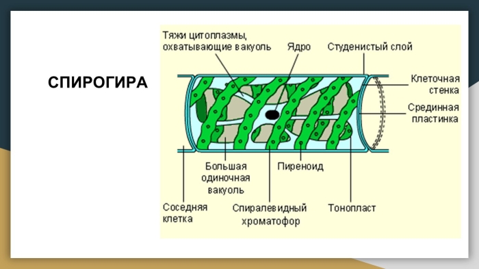 Водоросль спирогира клетки