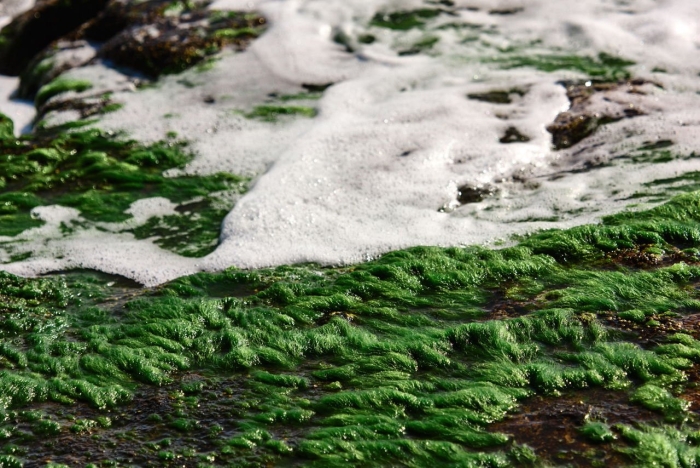 Морская водоросль