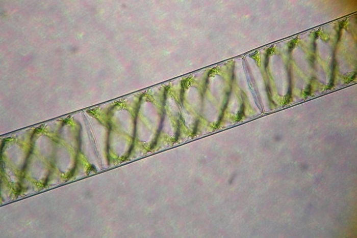 Водоросль спирогира в микроскопе