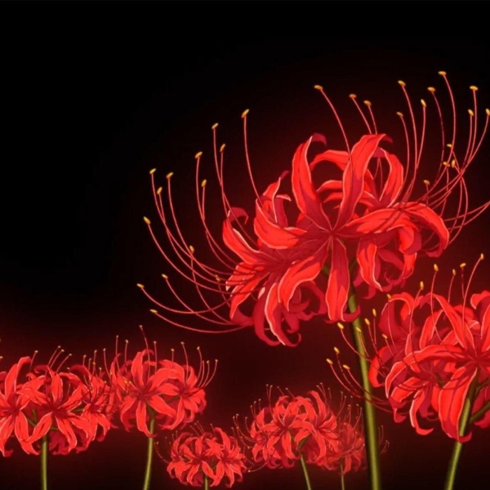 Хиганбана ликорис