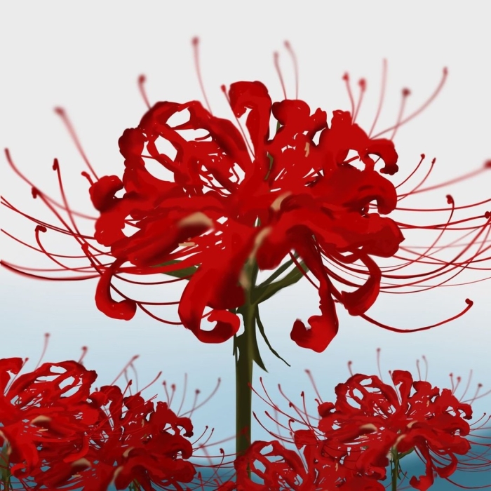 Японский цветок хиганбана