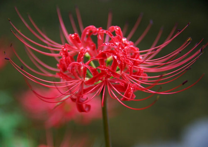 Ликорис красный