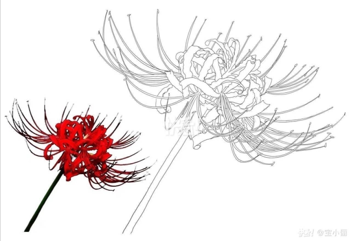 Паучья лилия эскиз