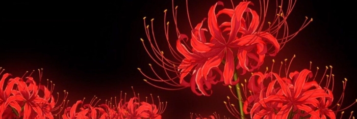 Хиганбана красная паучья лилия