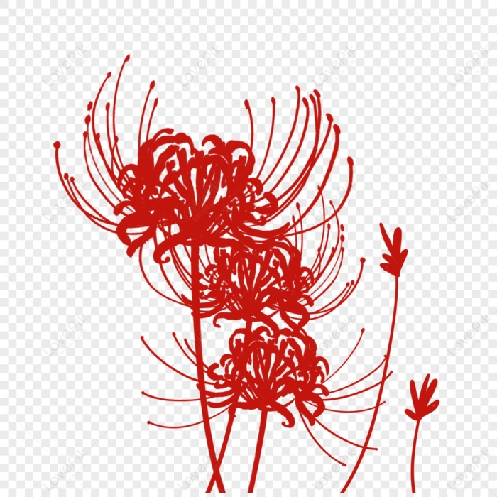 Ликорис на белом фоне