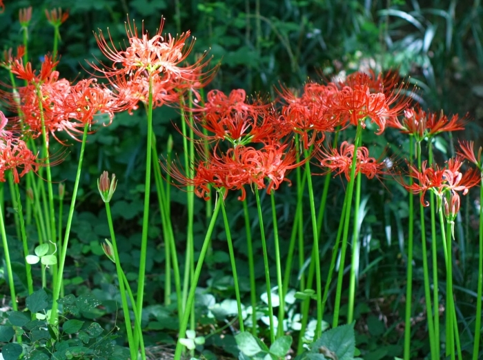 Ликорис чешуйчатый