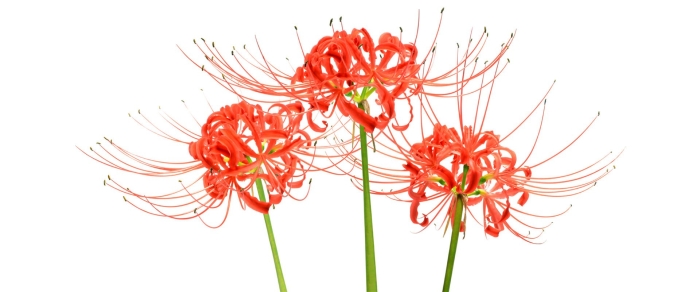 Ликорис лучистый