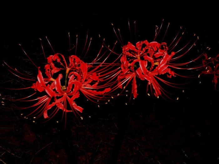 Цветок кровавая лилия