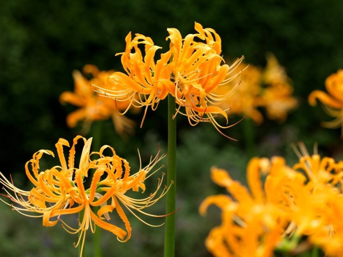 Lycoris aurea