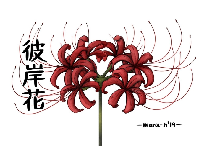 Ликорис паучья лилия