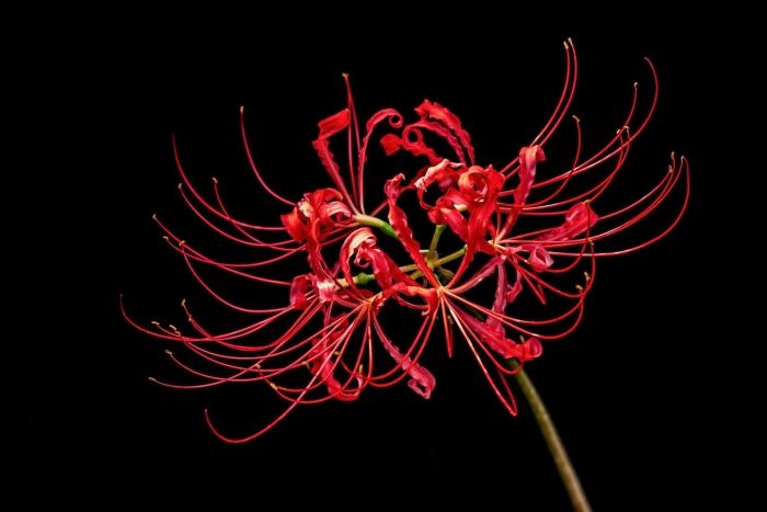 Хиганбана цветок