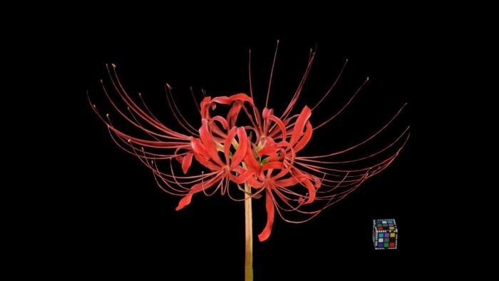 Ликорис лучистый гуль