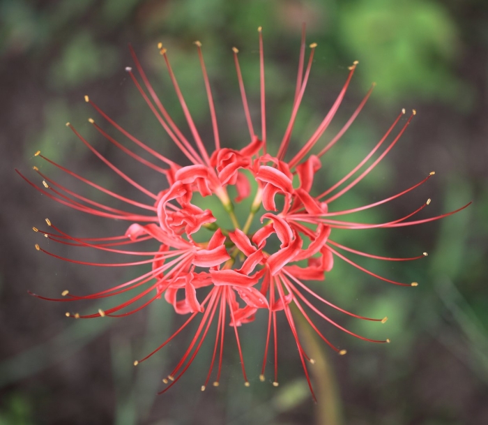 Ликорис лучистый