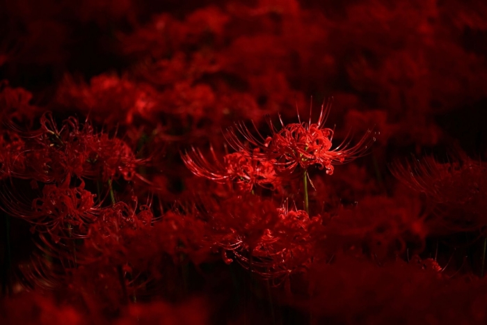 Хиганбана ликорис