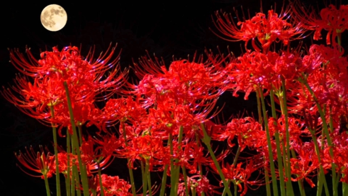 Хиганбана ликорис