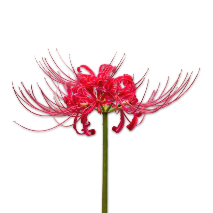 Ликорис цветок