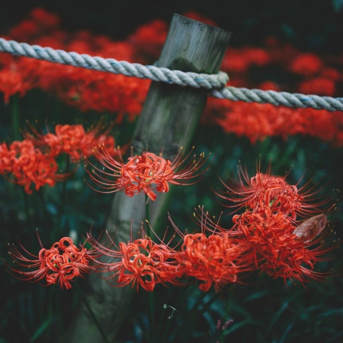 Ликорис цветок смерти