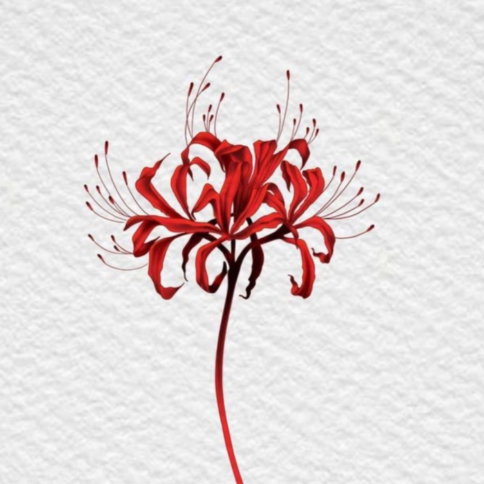 Ликорис тату