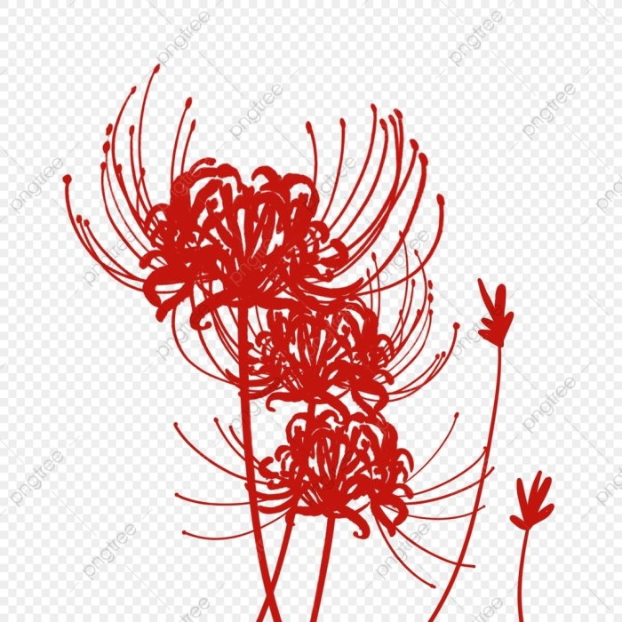 Ликорис на прозрачном фоне