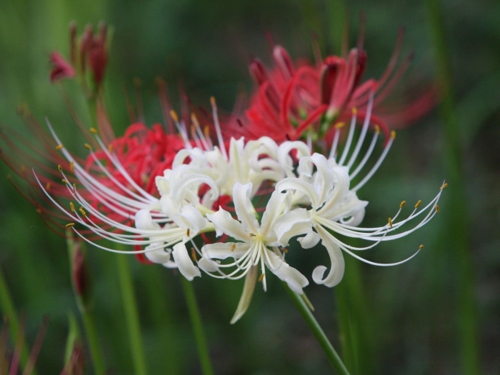 Ликорис лучистый