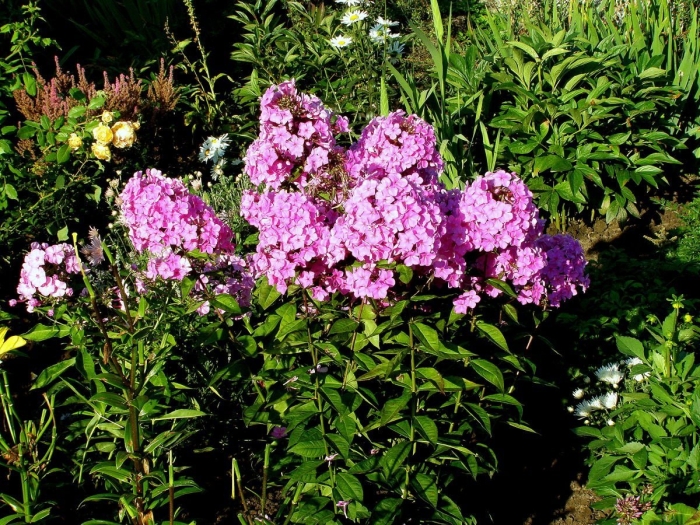 Флоксы метельчатые многолетние