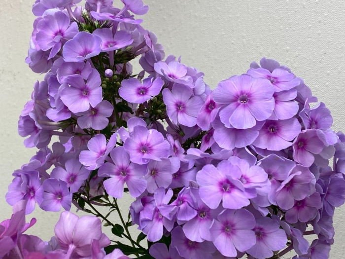 Флокс метельчатый блю бой