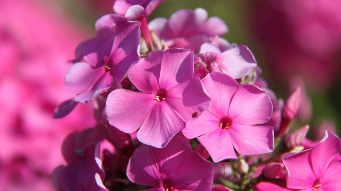 Флокс розовый