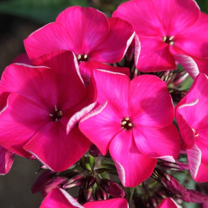 Флокс метельчатый олигарх