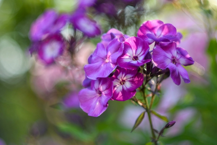 Флокс метельчатый ауреоле