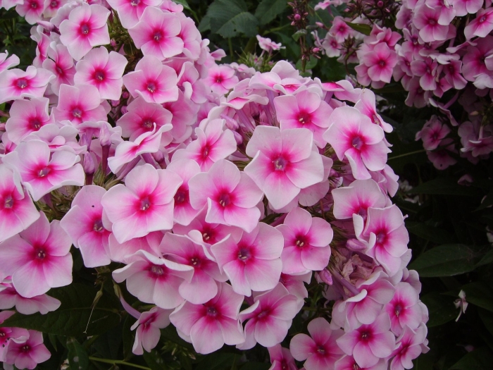 Флокс метельчатый поздноцветущий