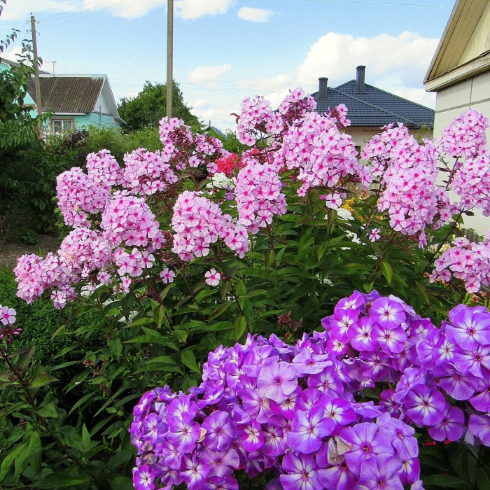 Флоксы метельчатые многолетние