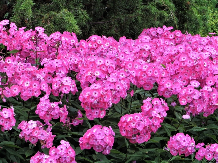 Флокс метельчатый аккурат