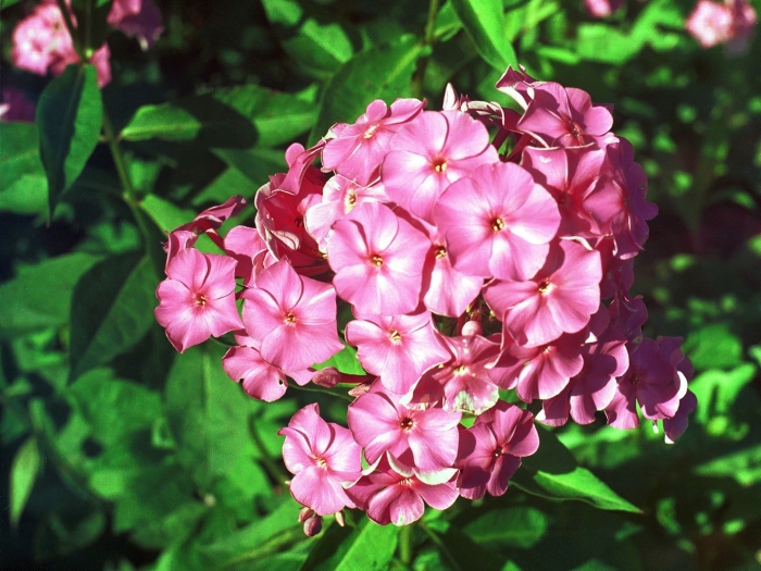 Флокс садовый