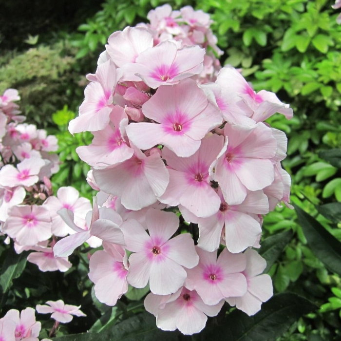 Флокс метельчатый владимир