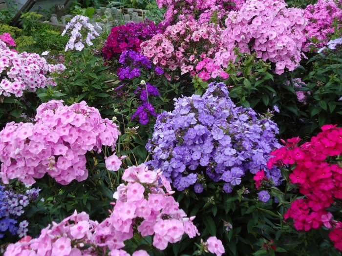 Флокс метельчатый рассада