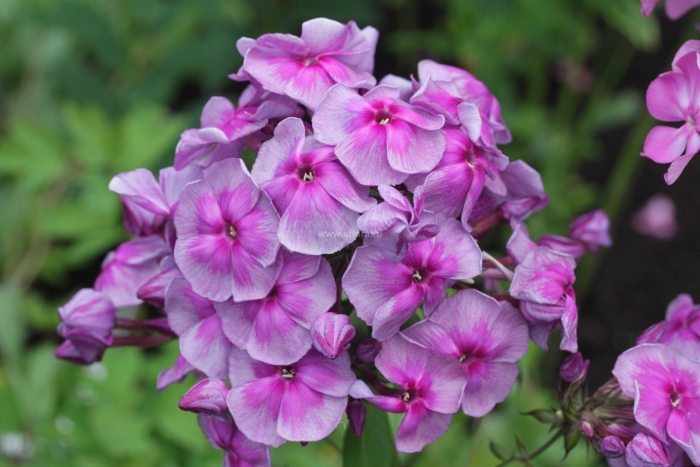 Флокс метельчатый зенобия