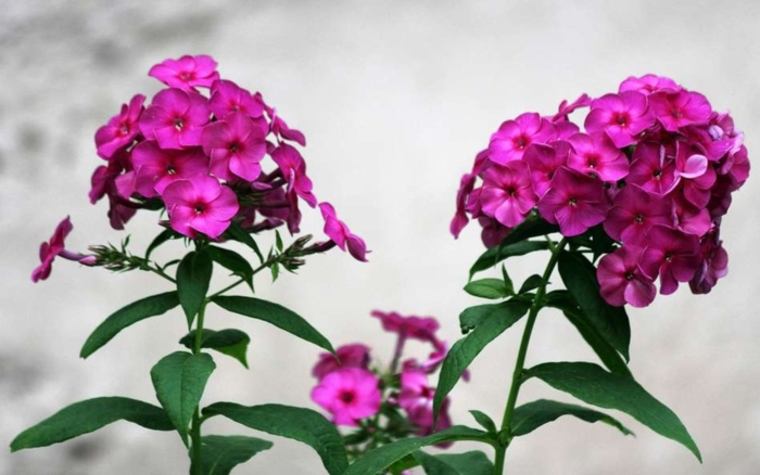 Флокс метельчатый малиновый