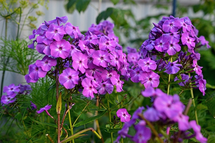 Флокс адинда