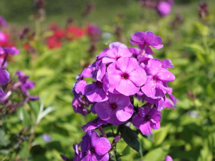 Флокс полина