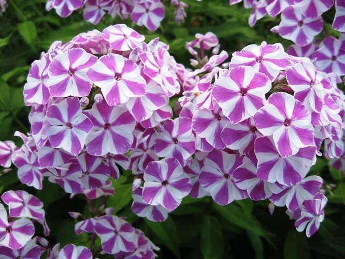 Флокс метельчатый мишенька