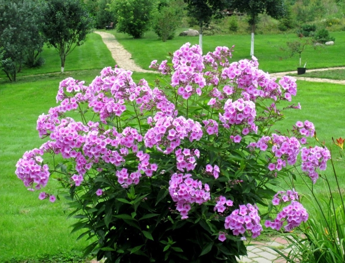 Флокс метельчатый андре