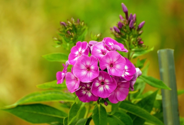 Флокс метельчатый адинда