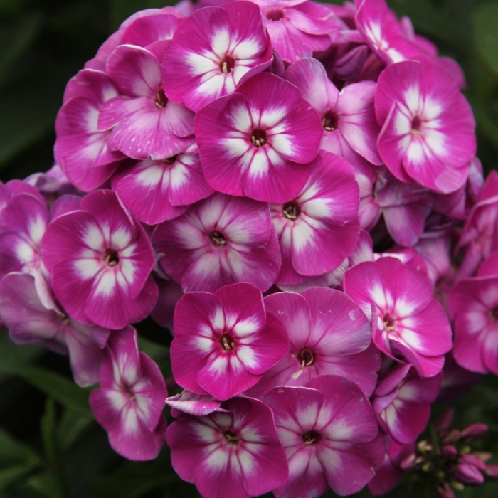 Флокс метельчатый 'uspech'