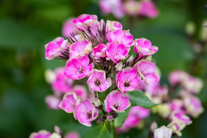 Флокс ауреоле