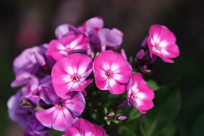 Флокс метельчатый мирослав