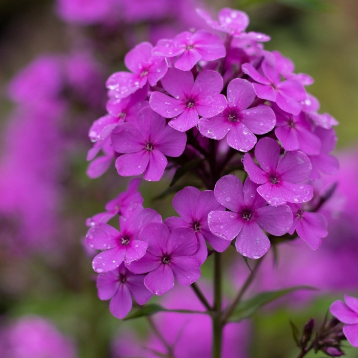 Флокс ксения