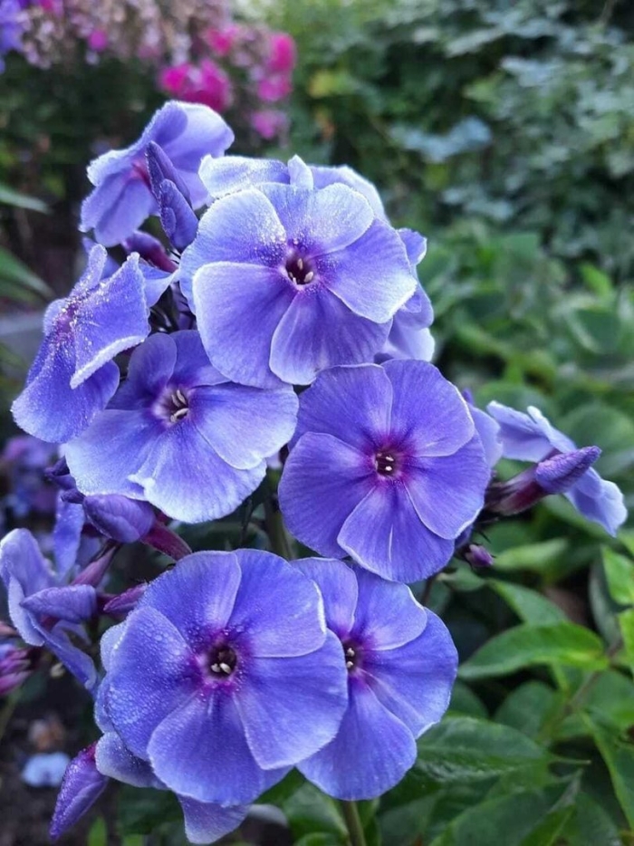 Флокс весенний