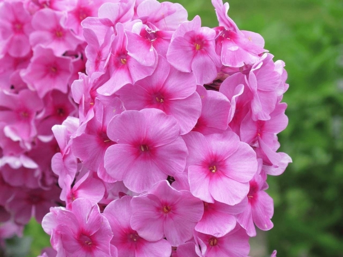 Флокс брайт айз